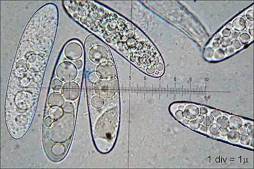 The spores are large, measuring up to 80 μm long.
