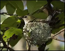 On nest