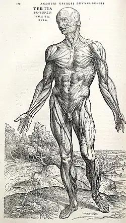 Anatomical study from De humani corporis fabrica (1543) by Andreas Vesalius