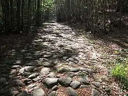 Via Vandelli in the Selva Romanesca
