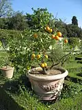 Dwarf citrus trees in pots are a traditional feature of the gardens of the Villa di Castello.