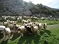 Sheep crossing a road