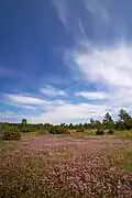A meadow on Vilsandi in summer