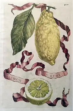 Limon S.&nbsp;Remi from Hesperides (1646)