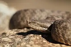 Vipera monticola looking to the left