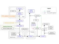 Vitamin D metabolism pathway
