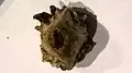 Viewed from the top of the nut (endocarp) a hole is seen formed from the four seed chambers.
