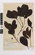 Herbarium specimen