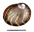 Abapertural view of a shell of Vittina waigiensis. Scale bar is 10&nbsp;mm (0.39&nbsp;in).