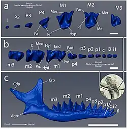 Holotype teeth and mandible