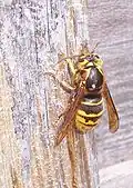 Dolichovespula media (a European tree wasp) stripping wood from a fence for use in nest construction