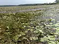 Water Lilly Field in Chemmad