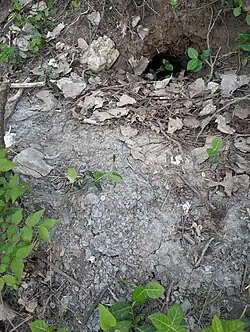 The mound of gray Wea Shale was excavated by a burrowing rodent, about 6 feet above the level of the Block Limestone formation. Wea Shale represents the "Core Shale" of the cylothem, laid down in deep marine waters.