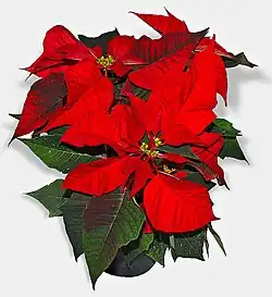 A potted plant sits against a white background. Its terminal leaves are crimson red, while the others are dark green.