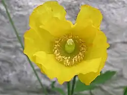 Welsh poppy