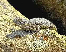 Western fence lizard (S. occidentalis)