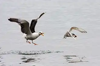Western gull (Larus occidentalis) in pursuit of an elegant tern (Thalasseus elegans)