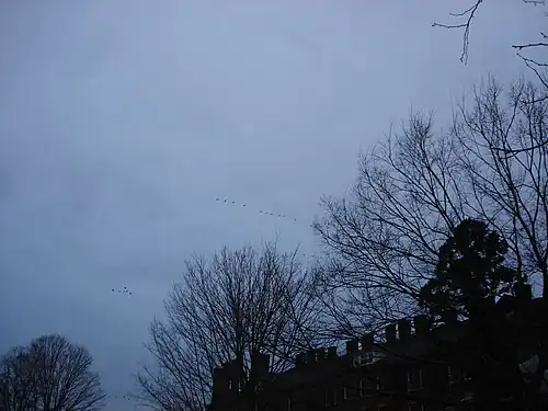 Geese flying over Main Hall