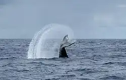 Humpback whale tail-slapping off the coast of Molokai, Hawaii