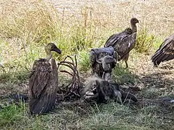 A wake of white-backed vultures eating a wildebeest carcass in Maasai Mara