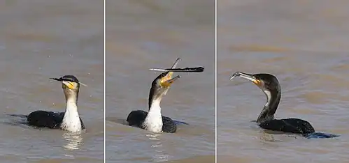 playing with feather, Ethiopia