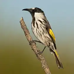 White-cheeked Honeyeater - Maddens Plains