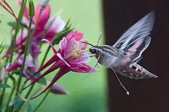 Hybrid columbine being pollinated by a hawkmoth