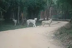 White tiger