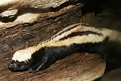 Photo of a black weasel with white stripes lying on some wood