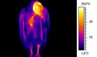 Some members of both the Old and New World vultures have an unfeathered neck and head, shown as radiating heat in this thermographic image.