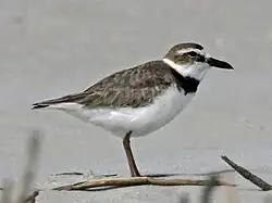 Playerito marítimo (Charadrius wilsonia)
