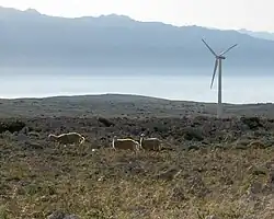 Three sheep in a rocky plateau, with a wind turbine and mountains in the background