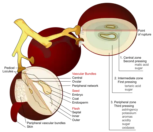 Anatomical-style diagram of three grapes on their stalks. Two of the grapes are shown in cross-section with all their internal parts labeled.