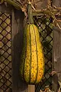 'Delicata' squash