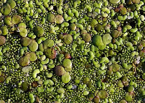 Duckweed on a pond By size: greater duckweed, lesser duckweed and rootless dwarf duckweed