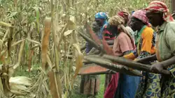 Women drying sorghum seeds by tossing them in trays, 2022