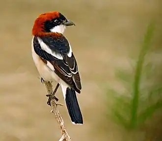 L. s. niloticus, Kuwait