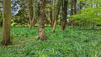 A variety of trees at the estate.
