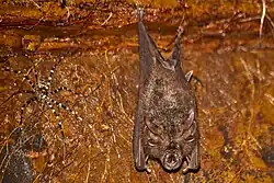 Brown bat
