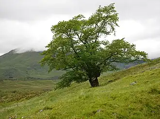 The Last Ent of Affric, Glen Affric (2022)[60]
