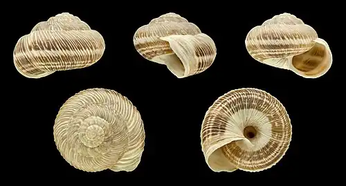 Xerosecta submoesta (banded form)