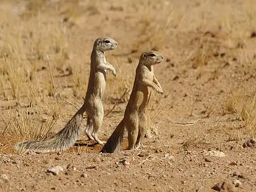 Image 2 Cape ground squirrel Photograph credit: Hans Hillewaert The Cape ground squirrel (Xerus inauris) is a medium-sized rodent native to South Africa, Namibia and Botswana. They live in social groups of up to three adult females and several sub-adults. The species mainly inhabits arid or semi-arid areas, preferring velds and grasslands with compact soil, and can also be found in scrub, on floodplains and in agricultural areas. Males live independently, only joining groups when there is a female in estrus. Ever alert to danger, they can drive off predators such as snakes by engaging in mobbing behavior. This picture shows two Cape ground squirrels photographed in the Namib desert near Solitaire, Namibia. More selected pictures