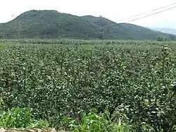 Pomelos in Pinghe County, Fujian