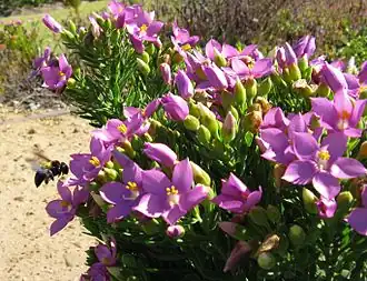 Xylocopa caffra female foraging