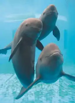 Yangtze finless porpoise