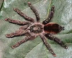 Adult female Y.&nbsp;sooretama