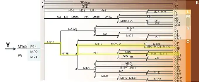 Mutasi Y-DNA O2a1a & O1a2