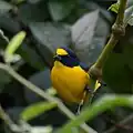 Yellow-throated euphonia (Euphonia hirundinacea), Veracruz, Mex. (2014).