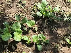 Young bok choy plants in garden