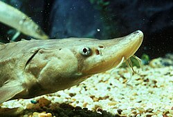 A young lake sturgeon (Huso fulvescens)